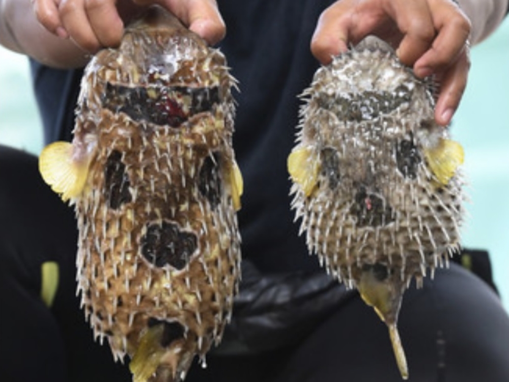 Second senior citizen dies of pufferfish poisoning in Johor