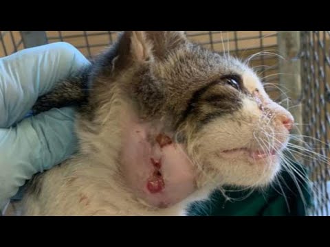 Cuterebra Removal From Inside A Small Kitten's Neck (Part 375)