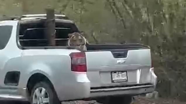 Mexican cartel abandons truck with tiger sitting in the back seat