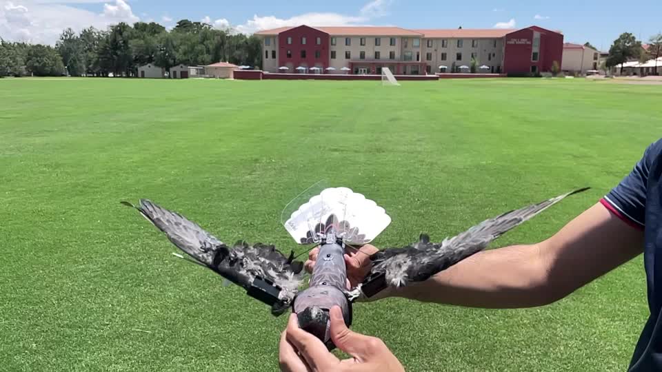 New Mexico researchers develop taxidermy bird drones