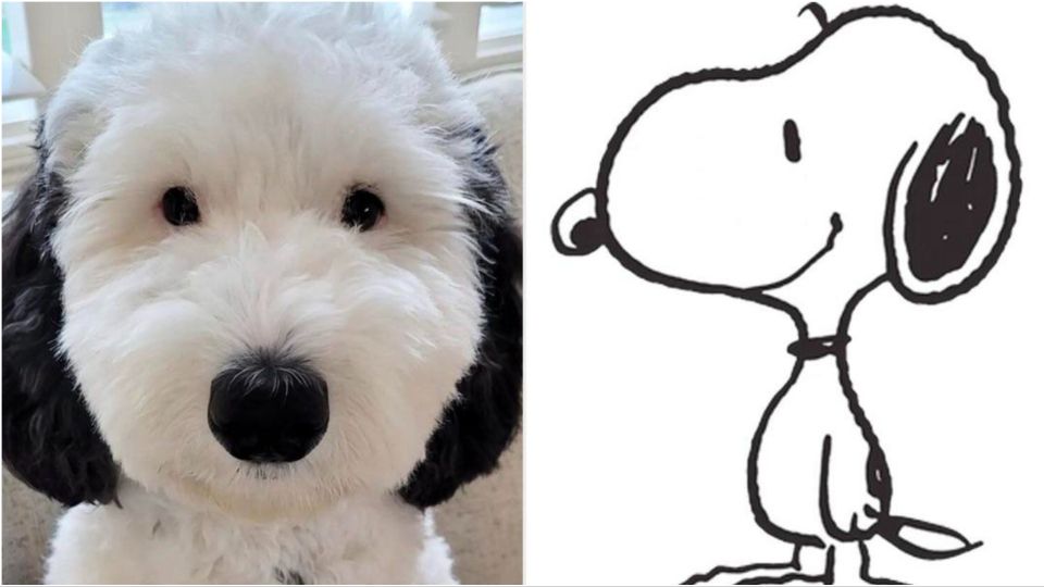 This snoopy look-alike might be the cartoon Dog’s real-life doppelgänger