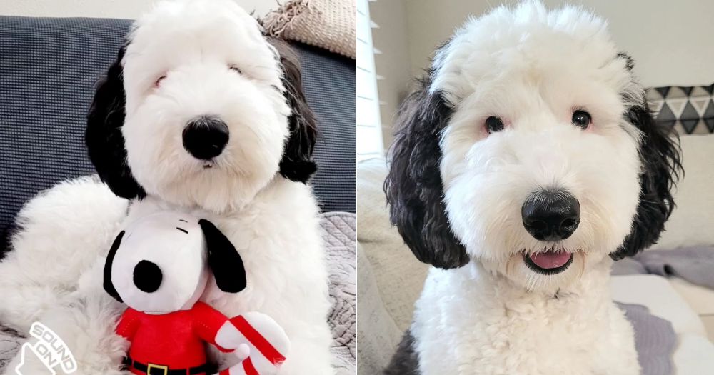 This sheepadoodle from US looks just like Snoopy