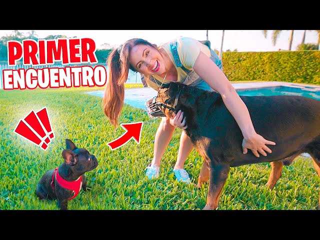 Así Reacciona mi PERRO a Un CACHORRO NUEVO 😱 ENCUENTRO entre KARIM y LOKI 🔥 Sandra Cires Art