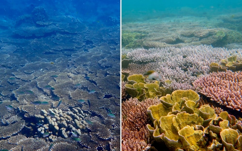 Seagrass, coral reefs, and their importance to the marine ecosystem