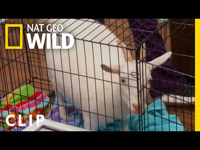 Dwarf goat filled with air gets deflated | Critter Fixers | Nat Geo Wild