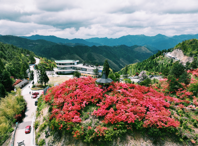 人间四月芳菲尽，漫山遍野杜鹃花！浪漫无敌，随便怎么拍都超好看
