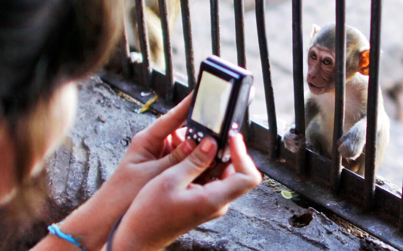 Review NFA on animal ‘torture porn’ report, urge UK and US groups