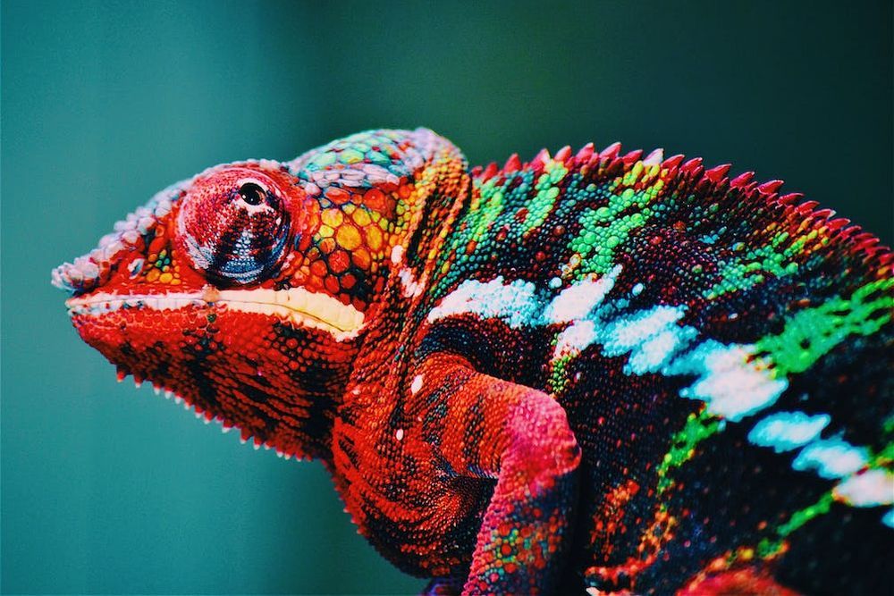 QuickCheck: Do chameleons change colour to blend into their surroundings?