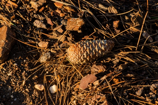 Pinecone drops $100M investment on $750M valuation, as vector database demand grows