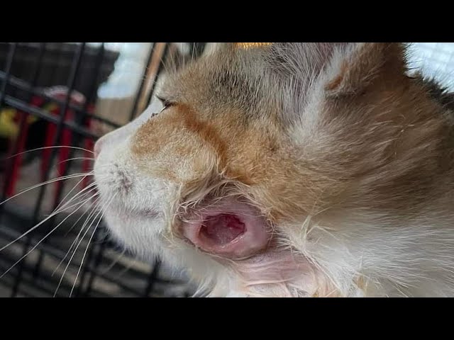 Removing A Huge Cuterebra Larvae Inside A Poor Kitten's Neck (Part 394)