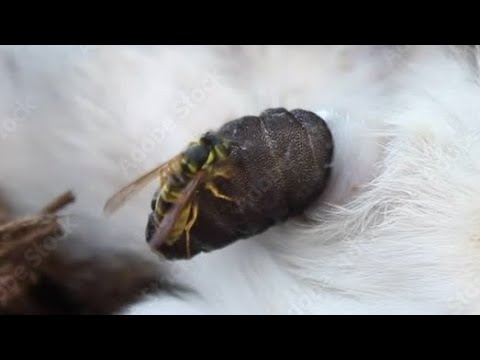 Warble Larvae Removed Inside A Tiny Rabbit (Part 117)