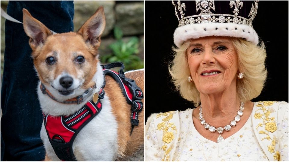 Queen camilla honors her 2 rescue dogs with special coronation detail