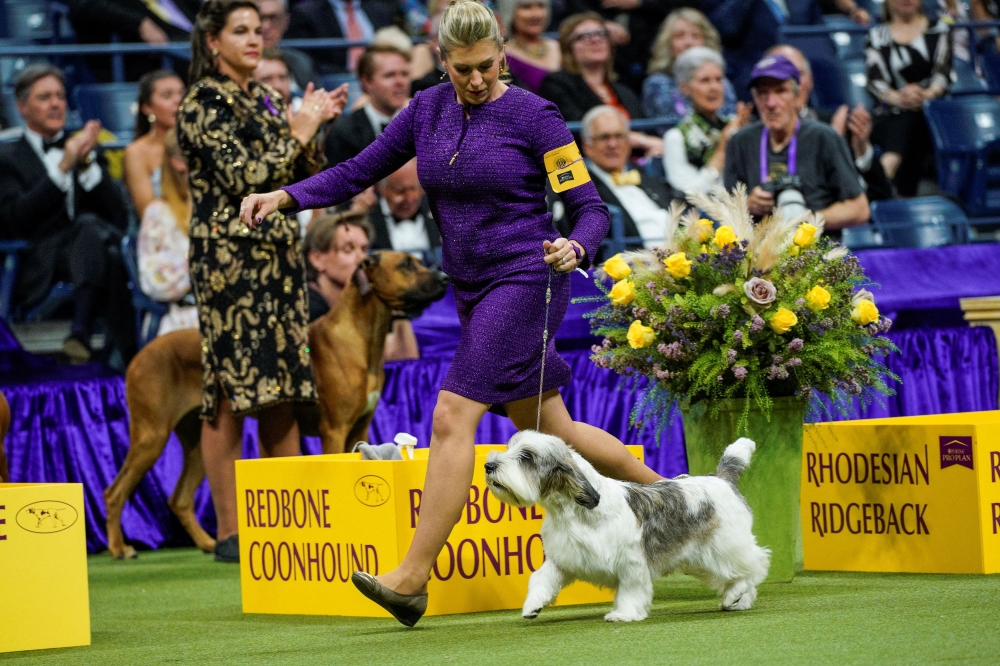 Dog named Buddy Holly is first of its breed to win Westminster show