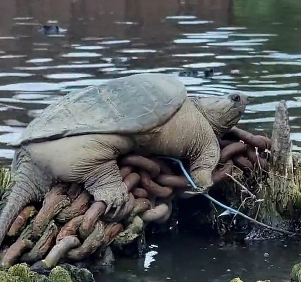 Giant snapping turtle in Chicago river nicknamed 'Chonkosaurus' spotted by kayakers