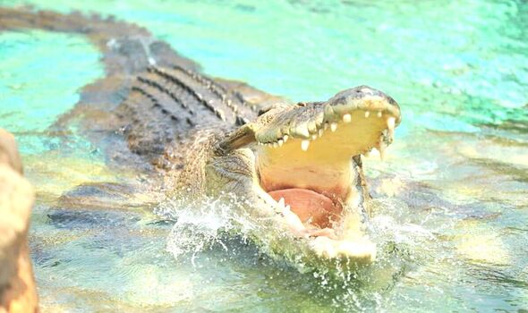 Female zookeeper mauled by 16ft monster crocodile in horror reptile park attack