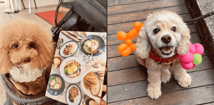 Woof-tastic and Dog Friendly Cafes in Singapore