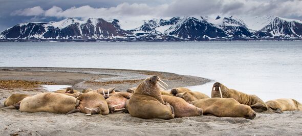 Man has beloved walrus successfully re-homed in bittersweet success