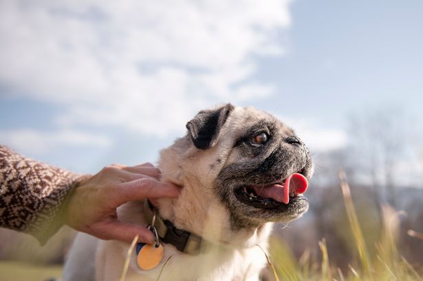 'I refuse to help my ex with vet bills for our dying dog - she chose an unhealthy breed'