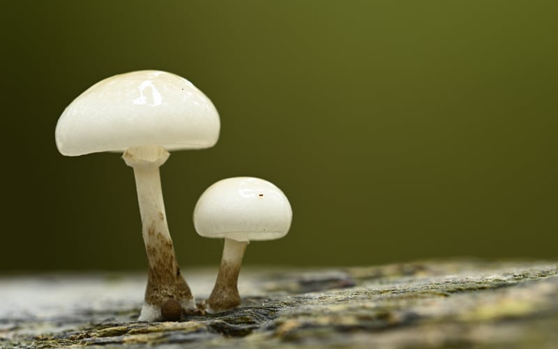 Plastic-eating fungi found in China’s coastal salt marshes