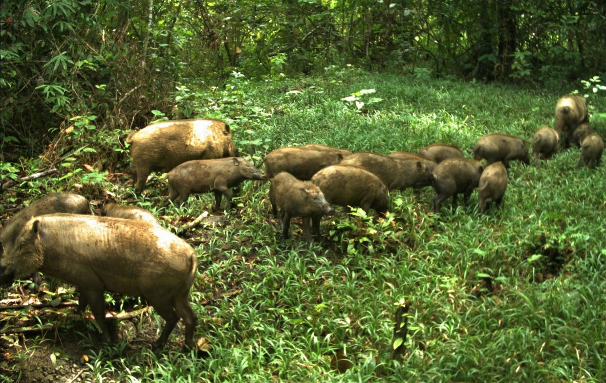 No immediate plans to lift ban on wild boar hunting for now, says Sabah Wildlife Dept