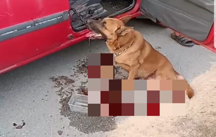 Dog dragged behind car in PD dies, alleged culprit arrested