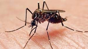 Health Ministry extending Wolbachia mosquito programme to more dengue hotspots