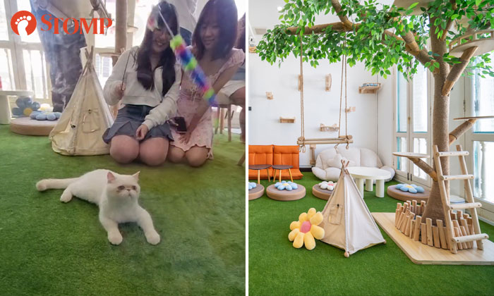 Purr-fect for work and play: New cat-friendly workspace opens near Arab Street