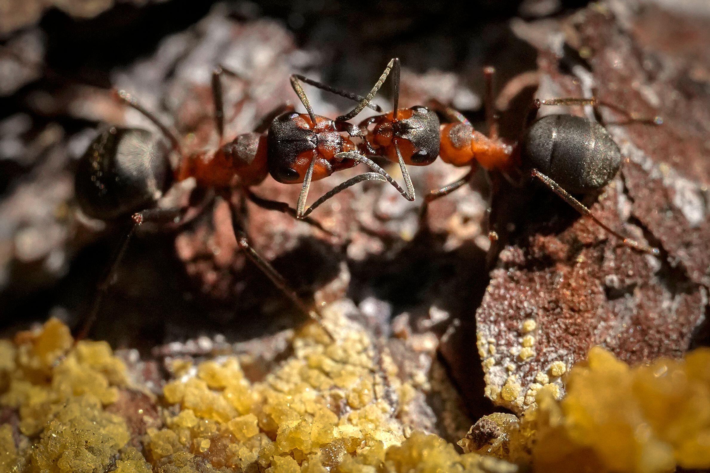 Scientists pumped tonnes of cement into abandoned ant hill and discovered a mega-city in the earth