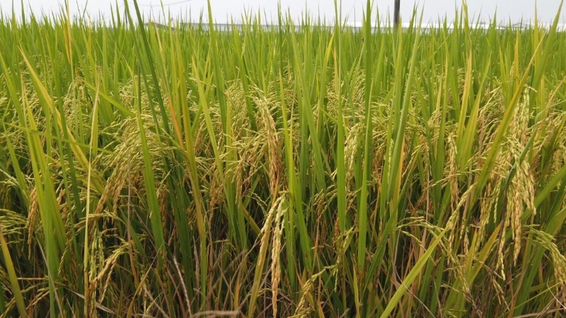 稻农协会：气候劣种冲击 槟吉森稻农3季度连亏