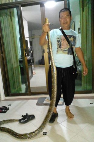 Terrifying moment snake catchers pull massive 12ft long python from a toilet