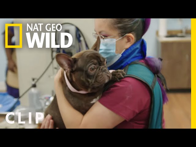 Rare: French Bulldog C-Section Results in Seven Puppies | Critter Fixers