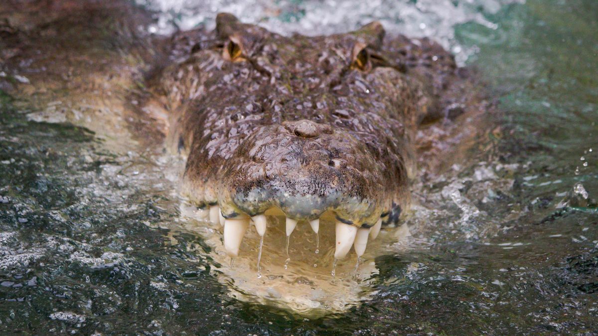 Virgin crocodile gets pregnant after living on her own for 16 years as experts baffled