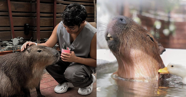 There's An Adorable Capybara Café In Taipei Where You Can Pet And Feed Them