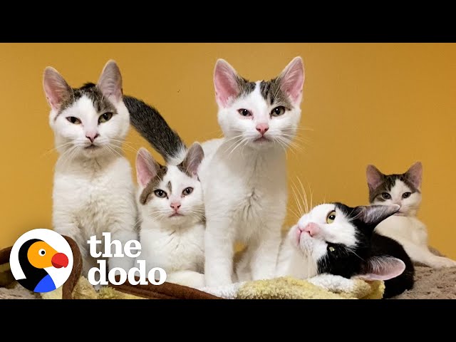 Sister Cats Take Turns Being Moms To Their Eight Kittens | The Dodo