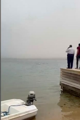 Son screams 'papa' as he is killed by shark on holiday as horrified dad looks on