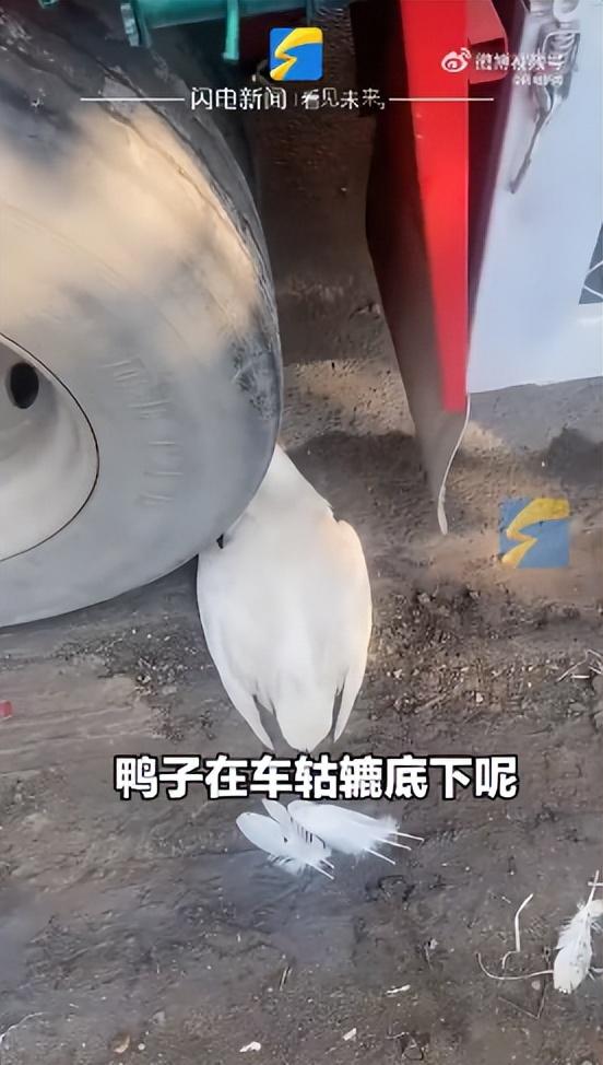大妈把死鸭子塞车轮下碰瓷货车司机索要100元，司机反驳：鸭子完整，我50吨的货车压鸭子没压坏，冤不冤？