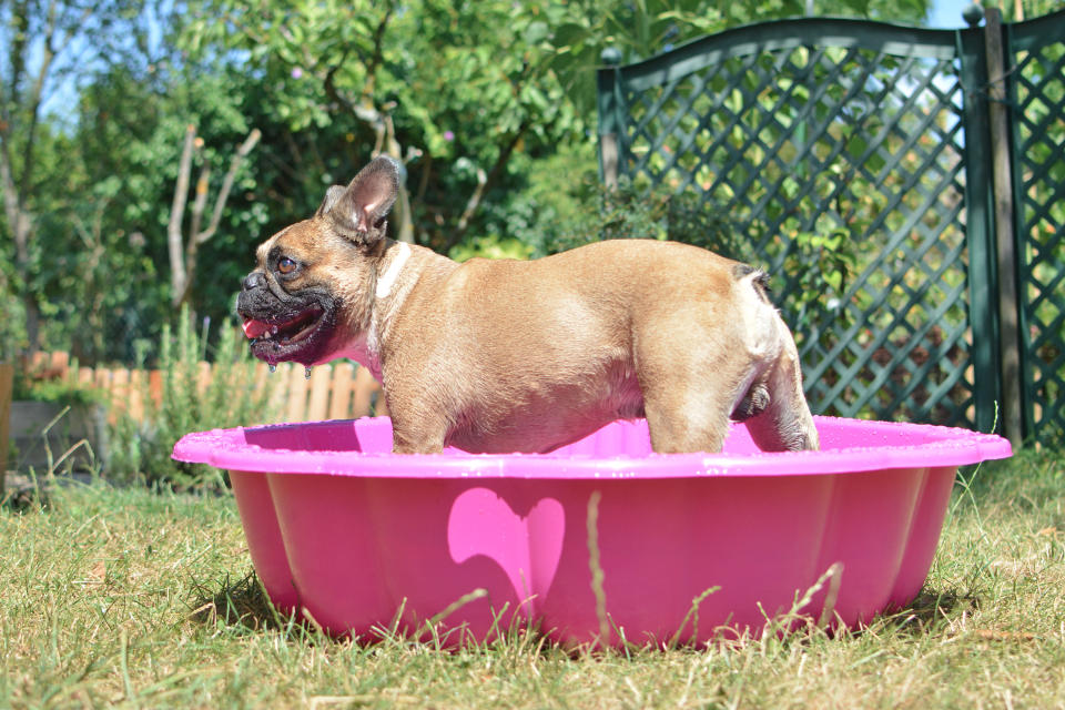 8 signs your dog may be overheating and how to keep them safe in hot weather