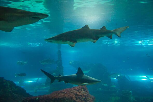 Terror as second huge shark spotted in waters off top Spanish holiday spot