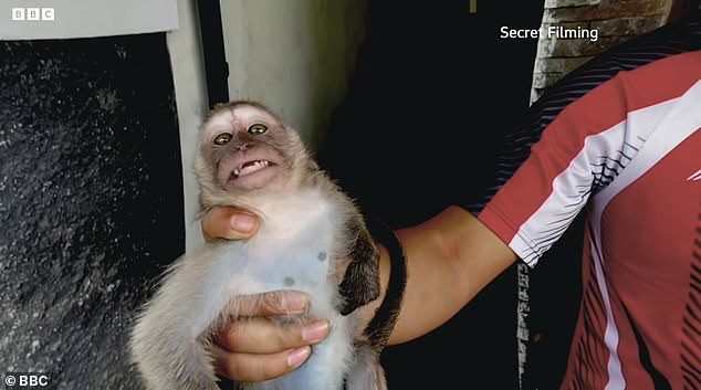 Monkey torture gang sadistically abused and killed baby macaques on camera for customers in the UK and US: Indonesian gang sliced off animals' fingers and beat them with hammers