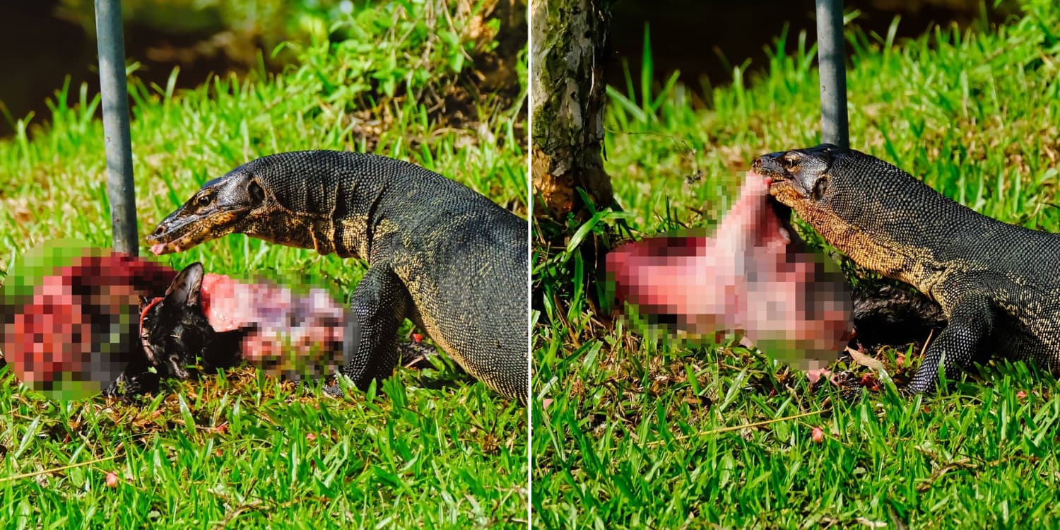 Monitor lizard feasts on cat carcass at Tampines eco green, like a scene from a documentary