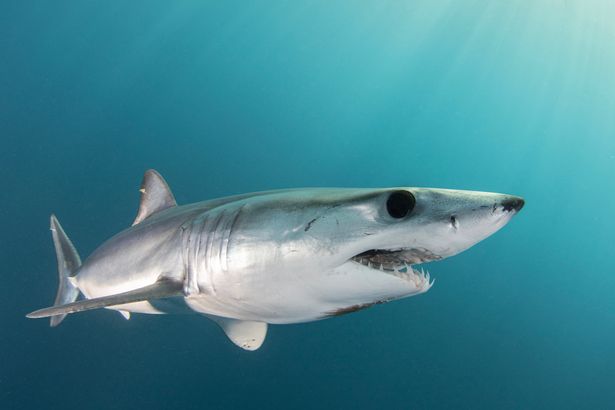 ‘World’s fastest shark’ is spotted off the coast of Zante as beast stalks fisherman’s boat