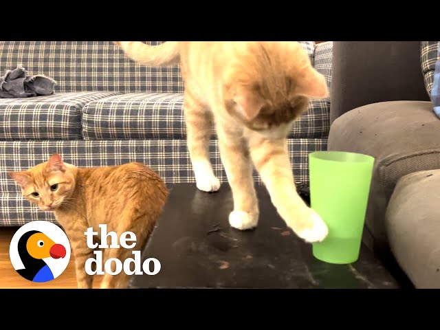 Kitten Brothers Knock Over Every Water Glass In Their House | The Dodo