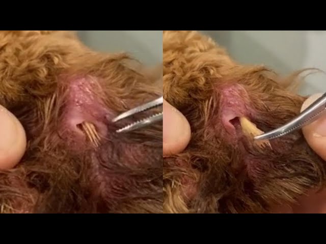 Removing Huge Grass Seed From A Dog's Paw