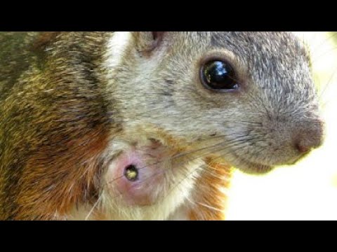 Botfly Maggot Removal From A Tiny Baby Squirrel