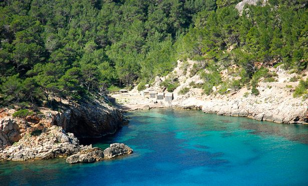 Shark terror as seven foot monster spotted prowling off popular Ibiza holiday beach