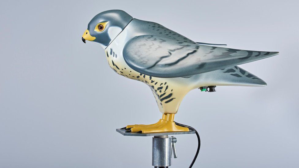 The robotic falcon maker who lost £100,000 to cyber criminals