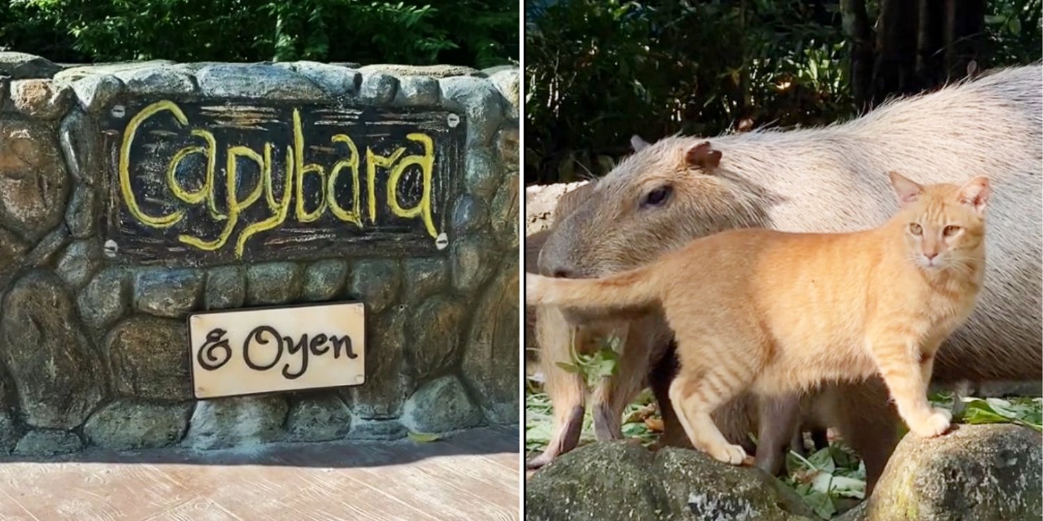 Oyen cat frequently chills with capybaras in M’sia zoo, gets its own signage at enclosure