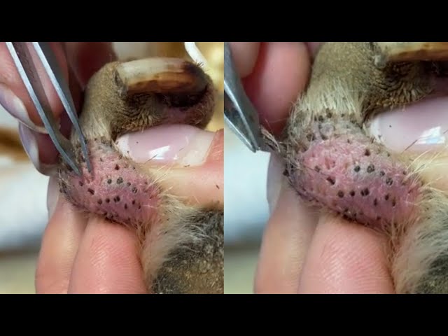 Removing Impacted Hair Follicles From Puppy's Paw