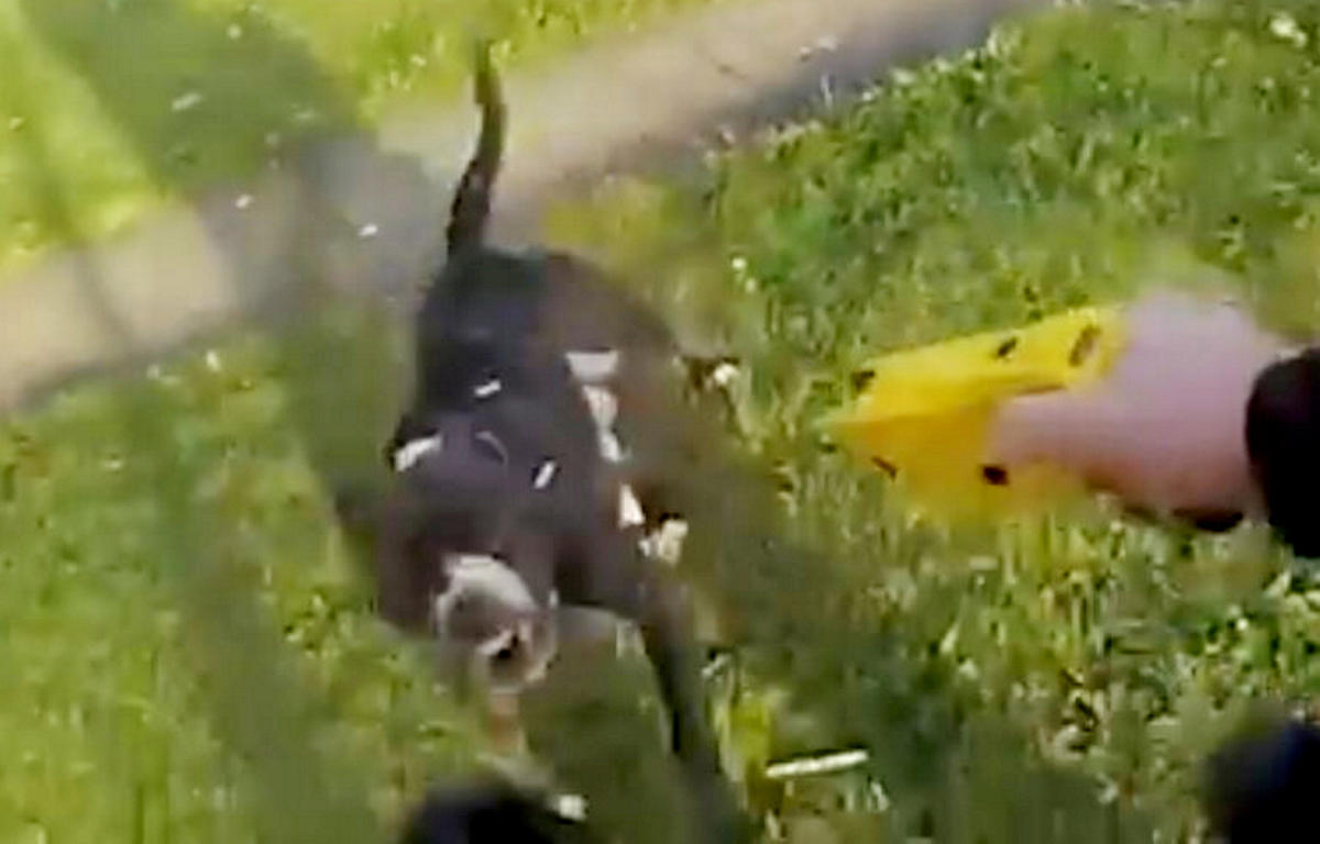 Shocking video shows American XL Bully dog attacking police officers