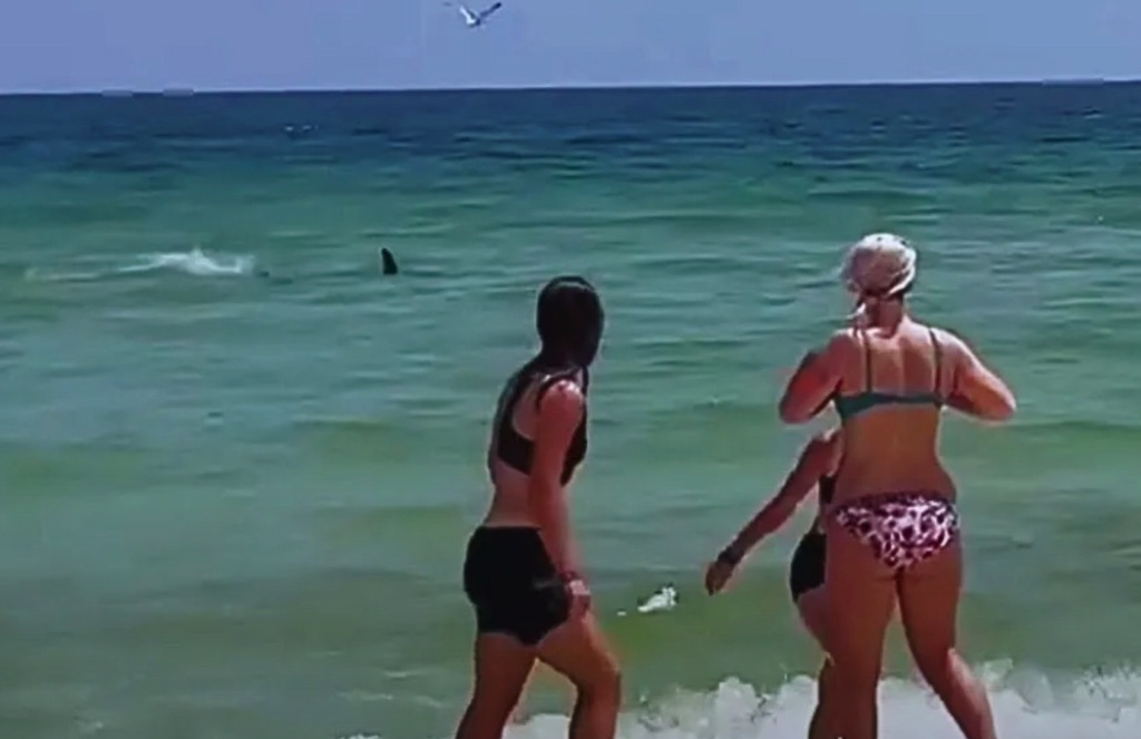 Hammerhead shark spotted in shallow Florida waters send swimmers fleeing